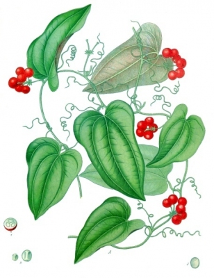 Smilax aristolochiifolia