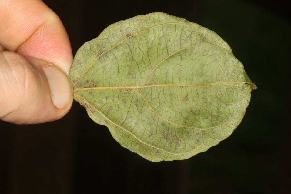 Discoglypremna caloneura