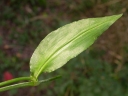 Commelina erecta