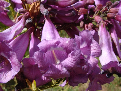 Jacaranda macrantha