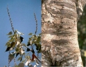 Croton urucurana