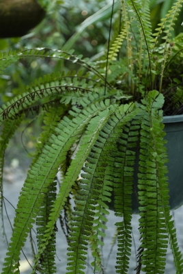 Adiantum caudatum