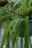 Adiantum caudatum