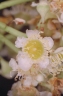 Syzygium graveolens