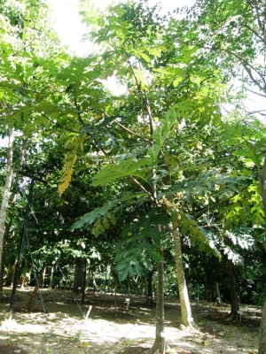 Artocarpus scortechinii