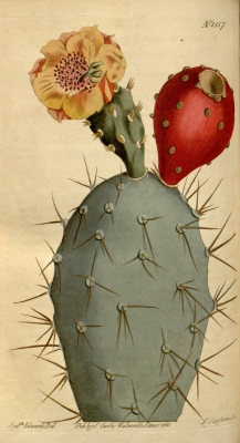 Opuntia tuna