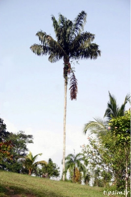 Oenocarpus bacaba