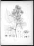 Rubus floribundus