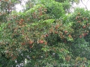 Cordia ecalyculata