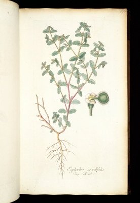 Euphorbia scordiifolia