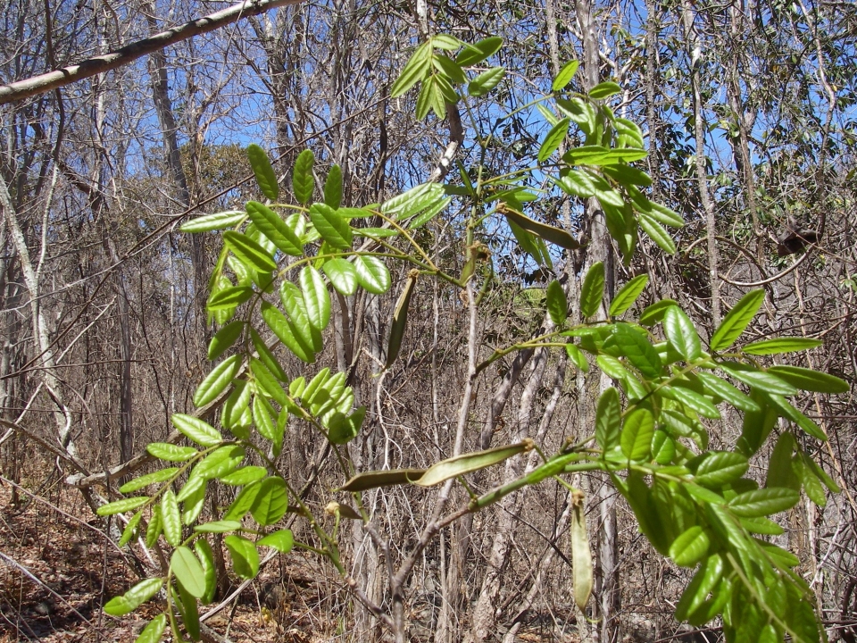 Millettia aurea