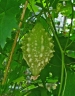 Momordica balsamina