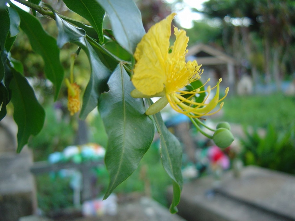 Swartzia myrtifolia