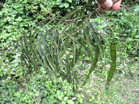 Parapiptadenia excelsa