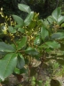 Weinmannia rutenbergii
