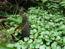 Peperomia molleri