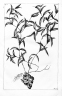 Oldenlandia verticillata