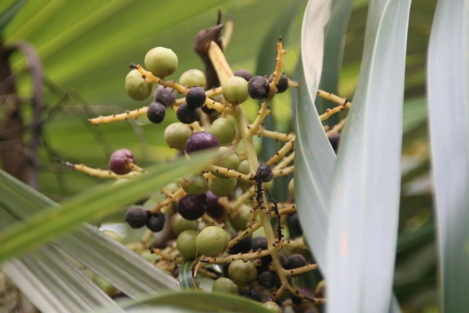 Coccothrinax crinita