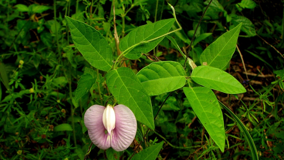 Centrosema virginianum