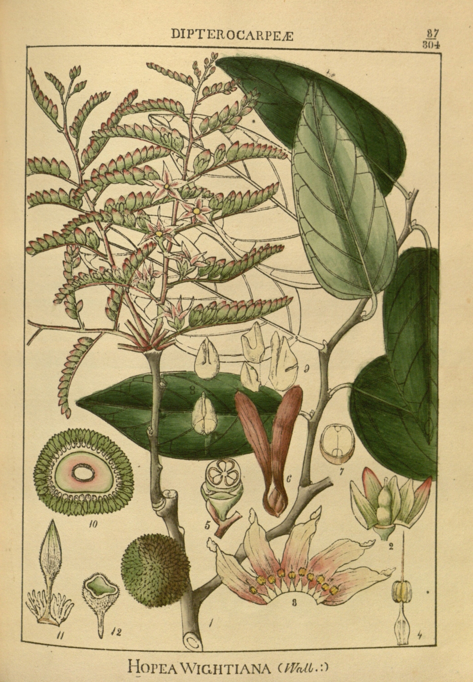 Hopea wightiana