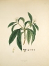 Morinda angustifolia