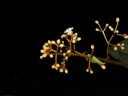 Vismia macrophylla