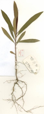 Tristaniopsis exiliflora