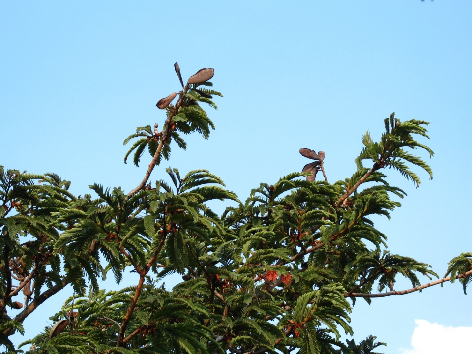 Brachystegia boehmii