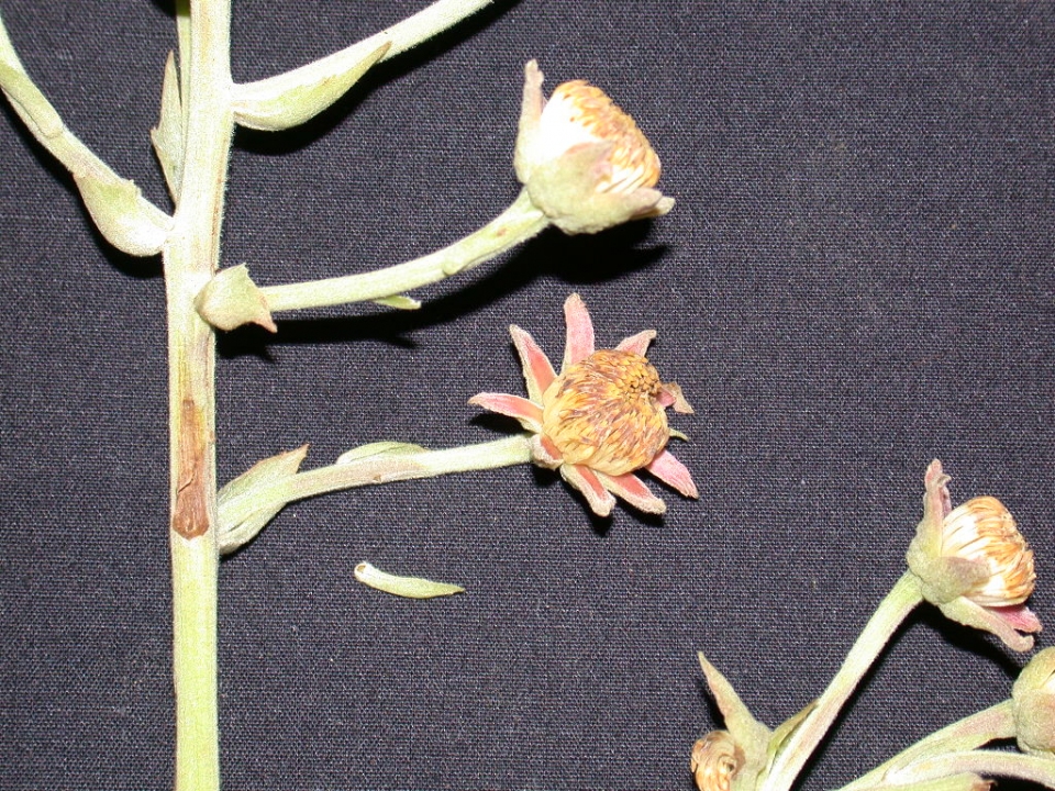 Sloanea megaphylla