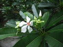 Cerbera manghas