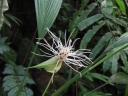 Evodianthus funifer
