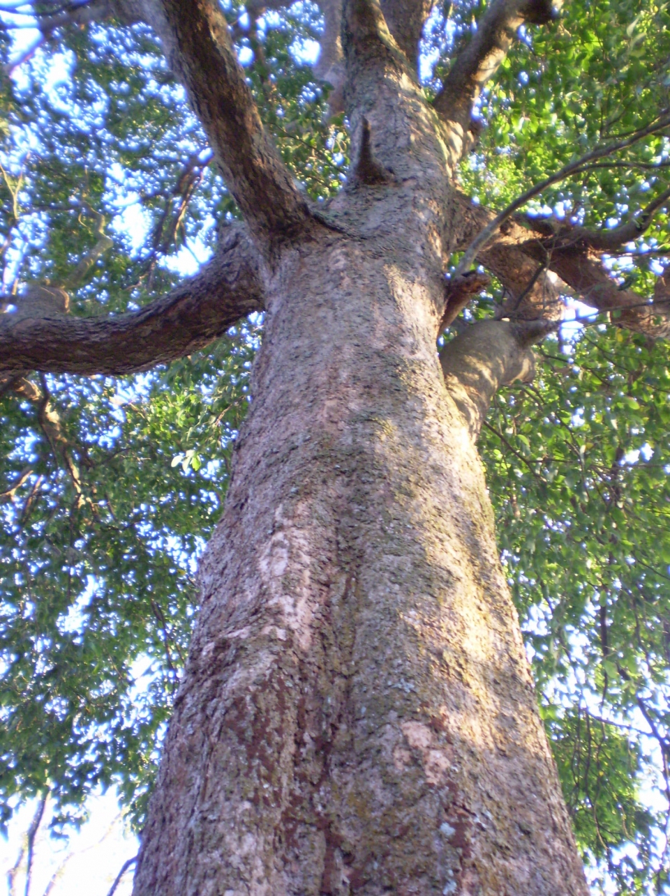 Irvingia malayana