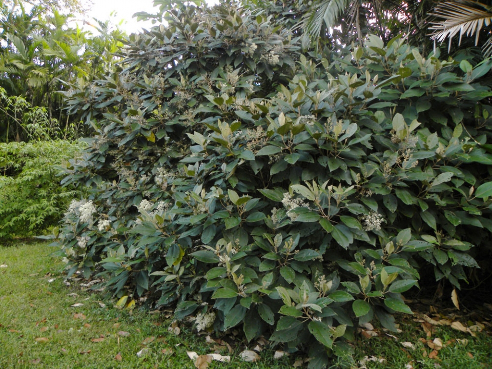 Miconia argentea