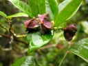 Euphorbia tetraptera