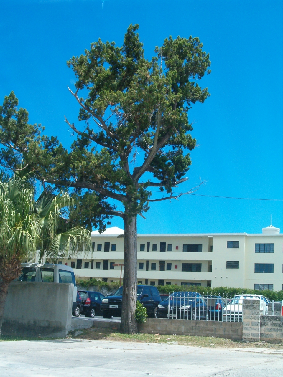 Juniperus bermudiana