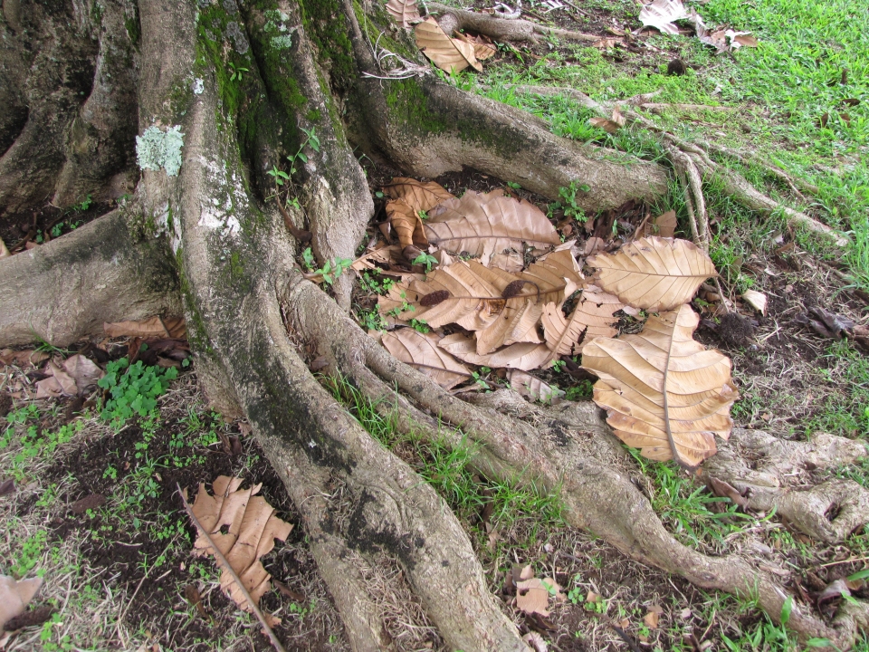 Artocarpus sericicarpus