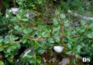 Condalia buxifolia