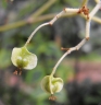 Begonia luxurians