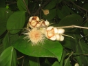 Syzygium amplum