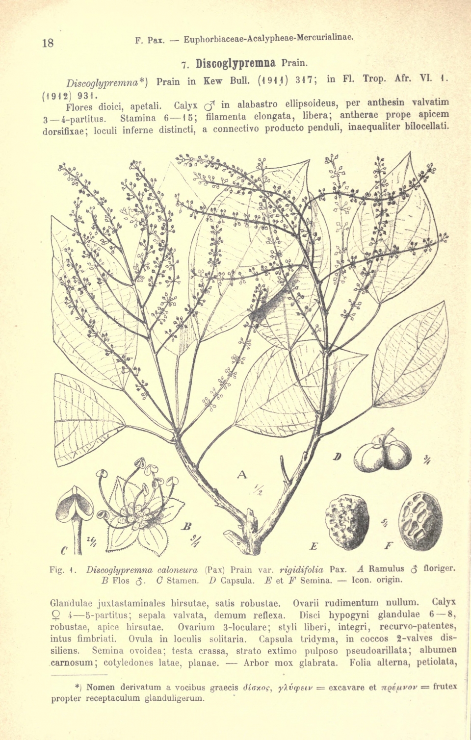 Discoglypremna caloneura