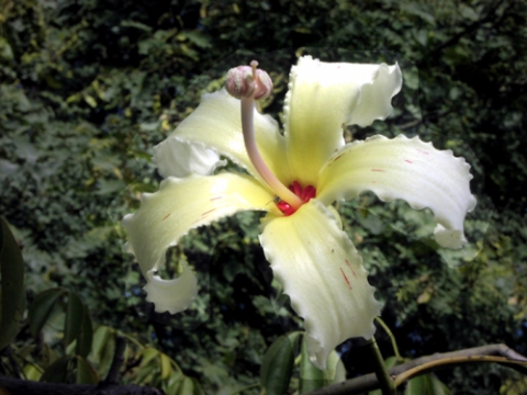 Ceiba ventricosa