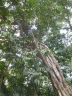 Ficus glaberrima
