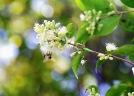 Syzygium luehmannii
