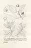 Pouzolzia guineensis