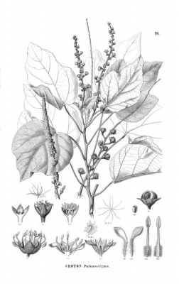 Croton palanostigma