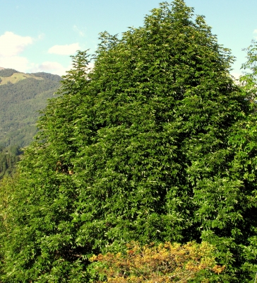 Quercus humboldtii