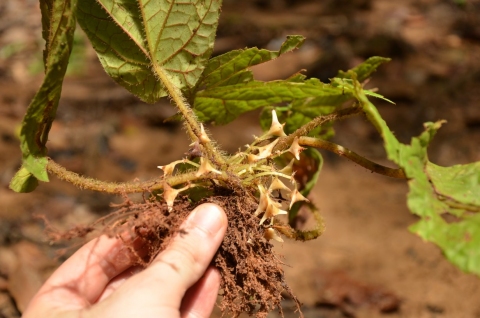 Begonia hirsutula