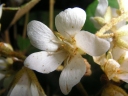 Dombeya umbellata