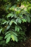 Ficus semicordata