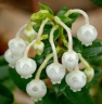 Gaultheria myrsinoides